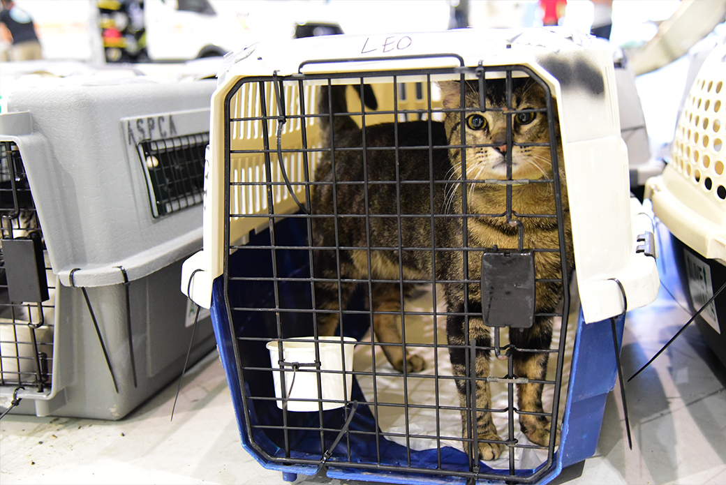 Ziv in a carrier waiting for transport