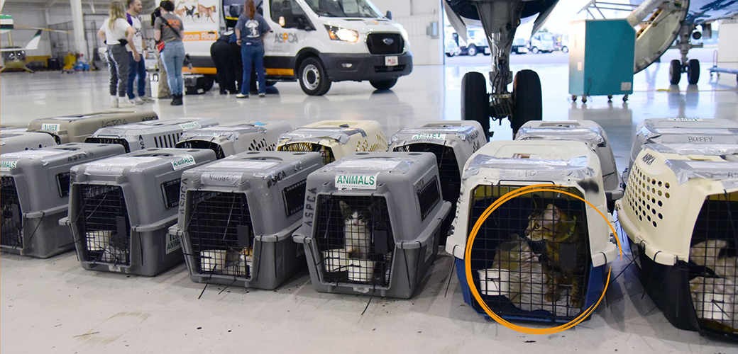 Ziv in a carrier waiting for transport with other cats