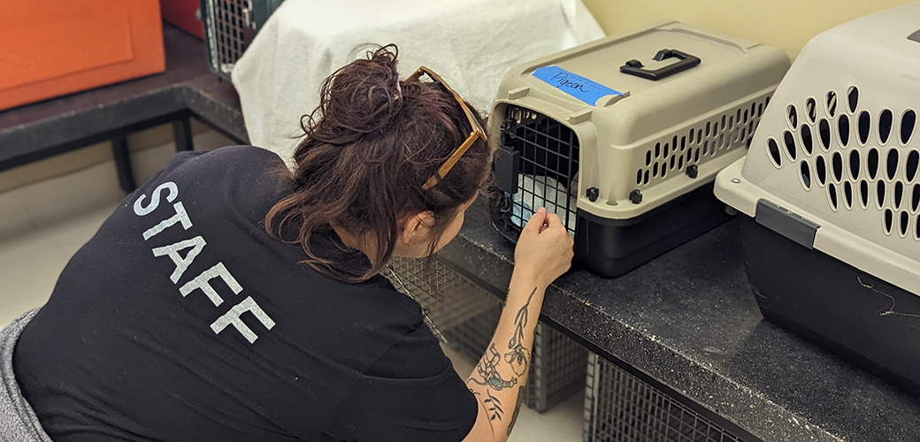 Staff checking a rescued cat in a carrier 