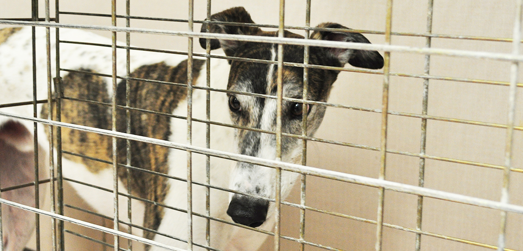 It's (Way Past) Time to End Greyhound Racing in America