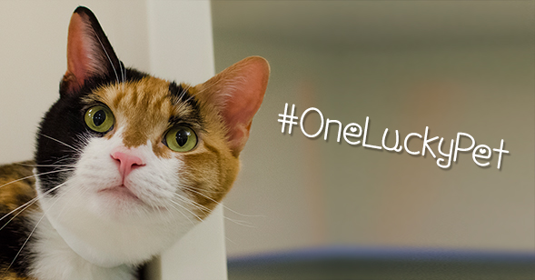 Just in Time for St. Patrick’s Day: Enter our "One Lucky Pet" Contest!