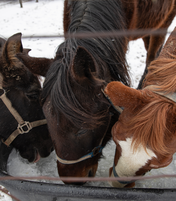 horses 