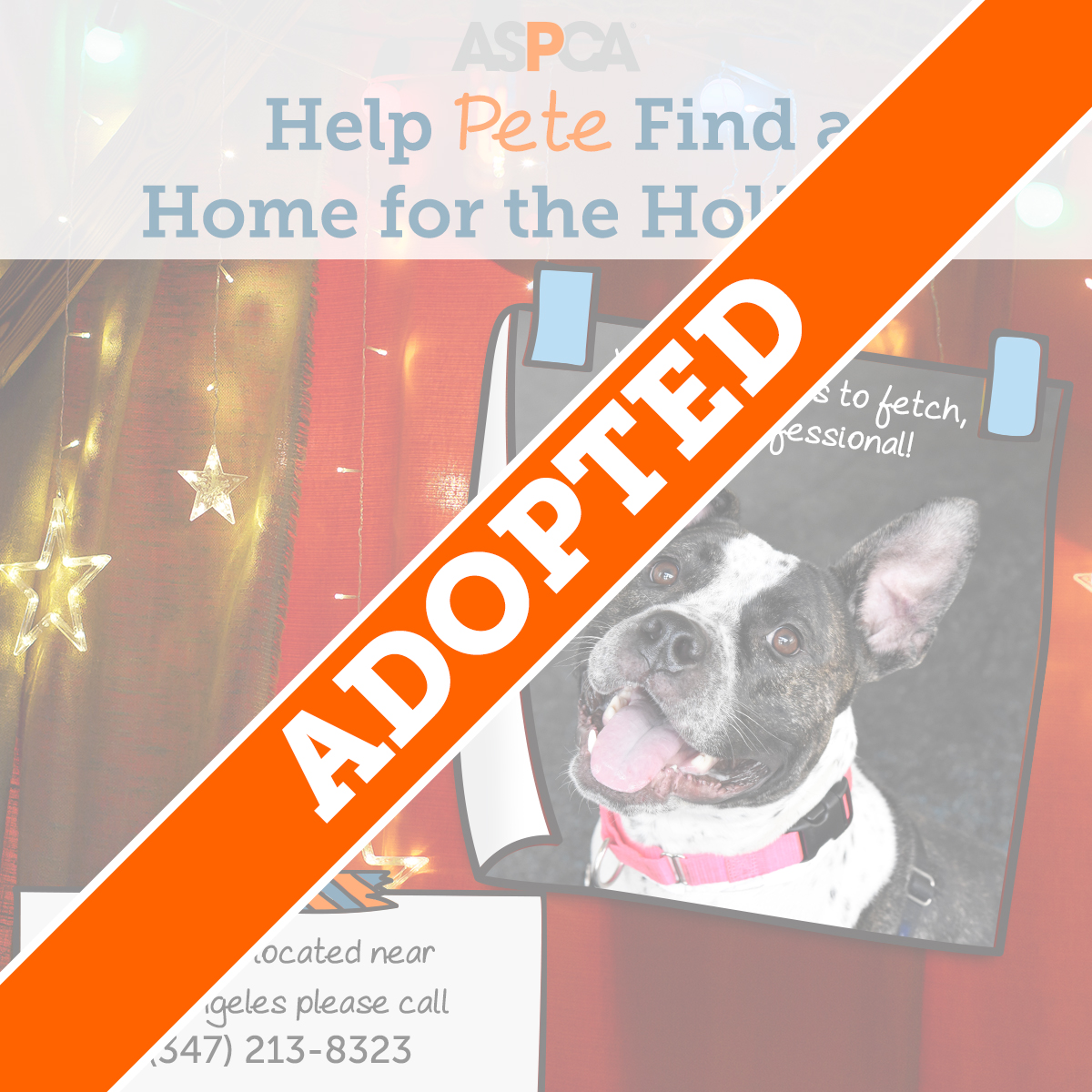 Pete Adopted