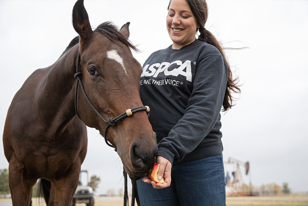 a woman feeding a horse an apple