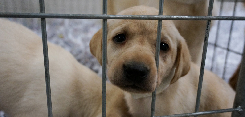 puppy in a metal crate