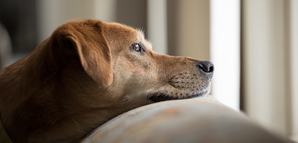 sad dog on a couch