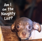 Dog asking am I on the naughty list