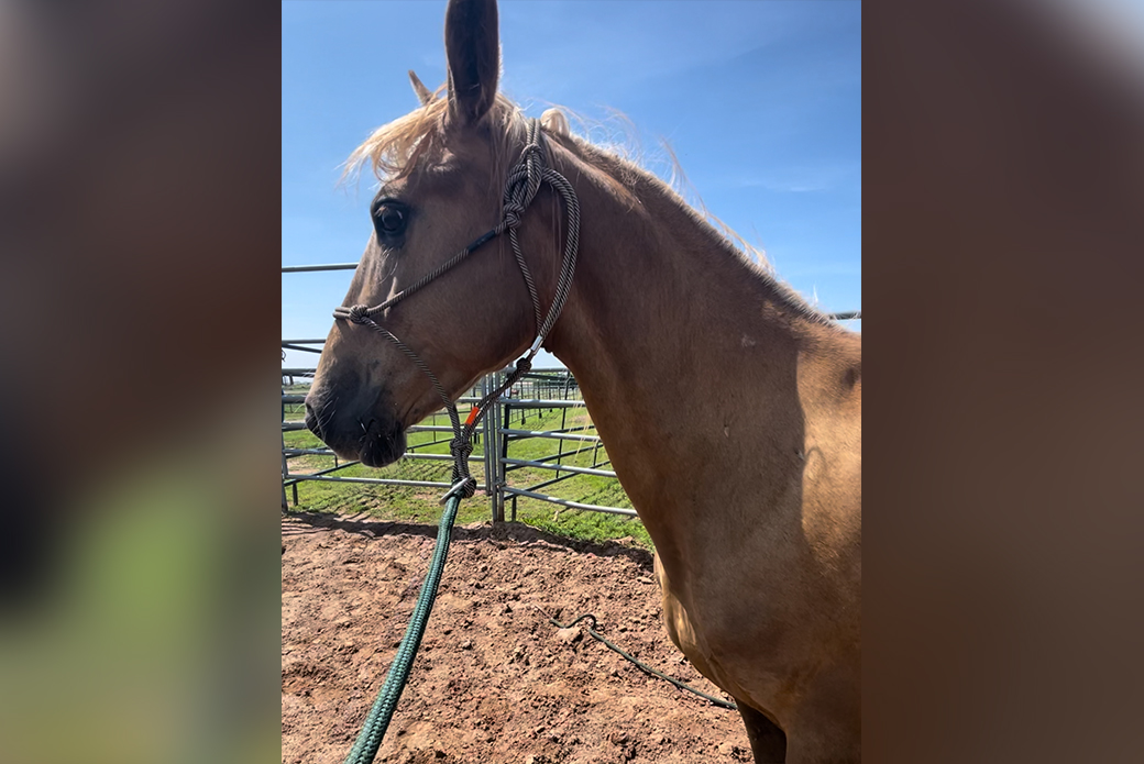 a nervous horse