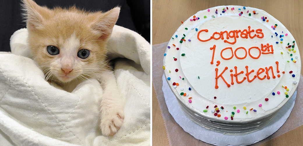 1000th kitten