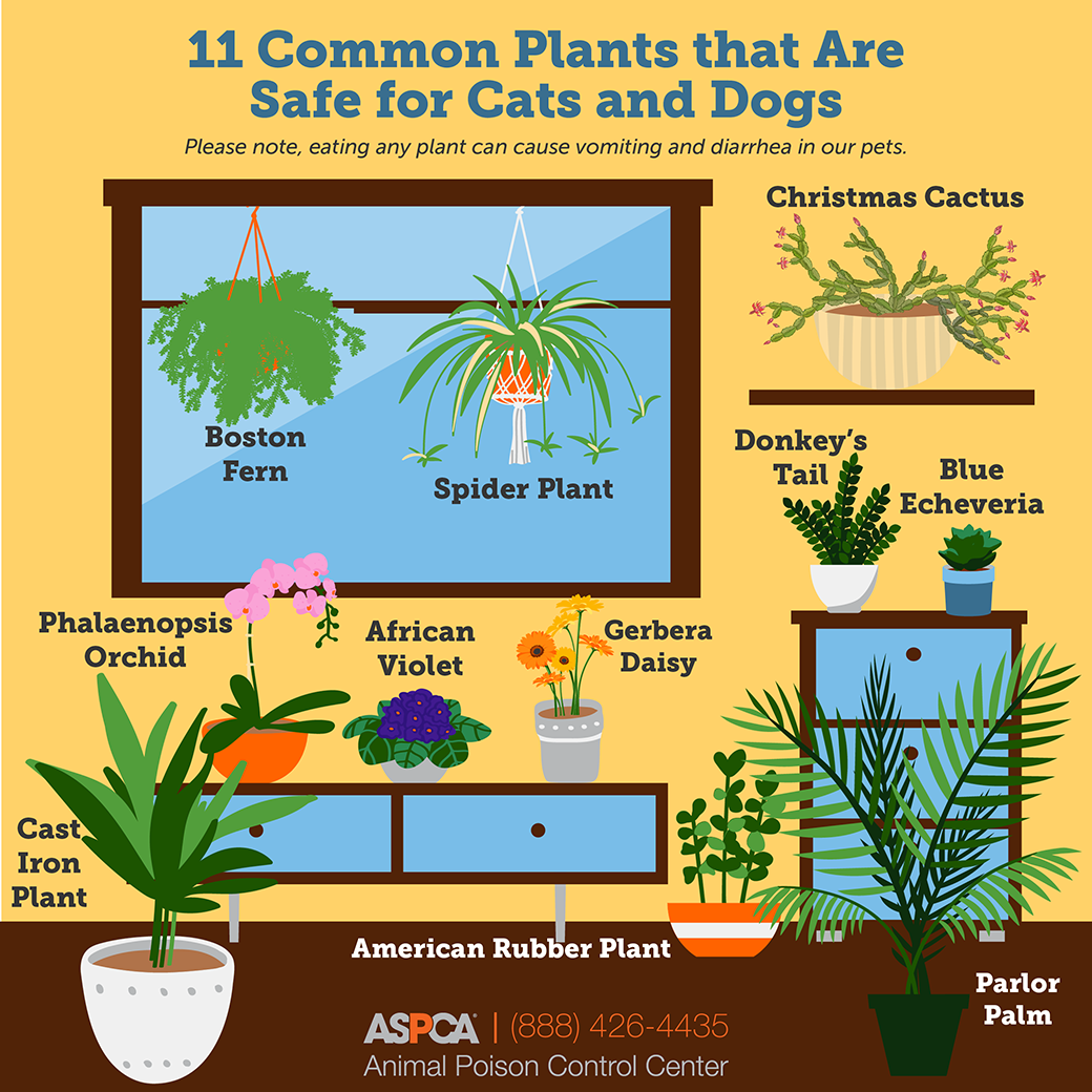 are spider plants toxic to cats and dogs