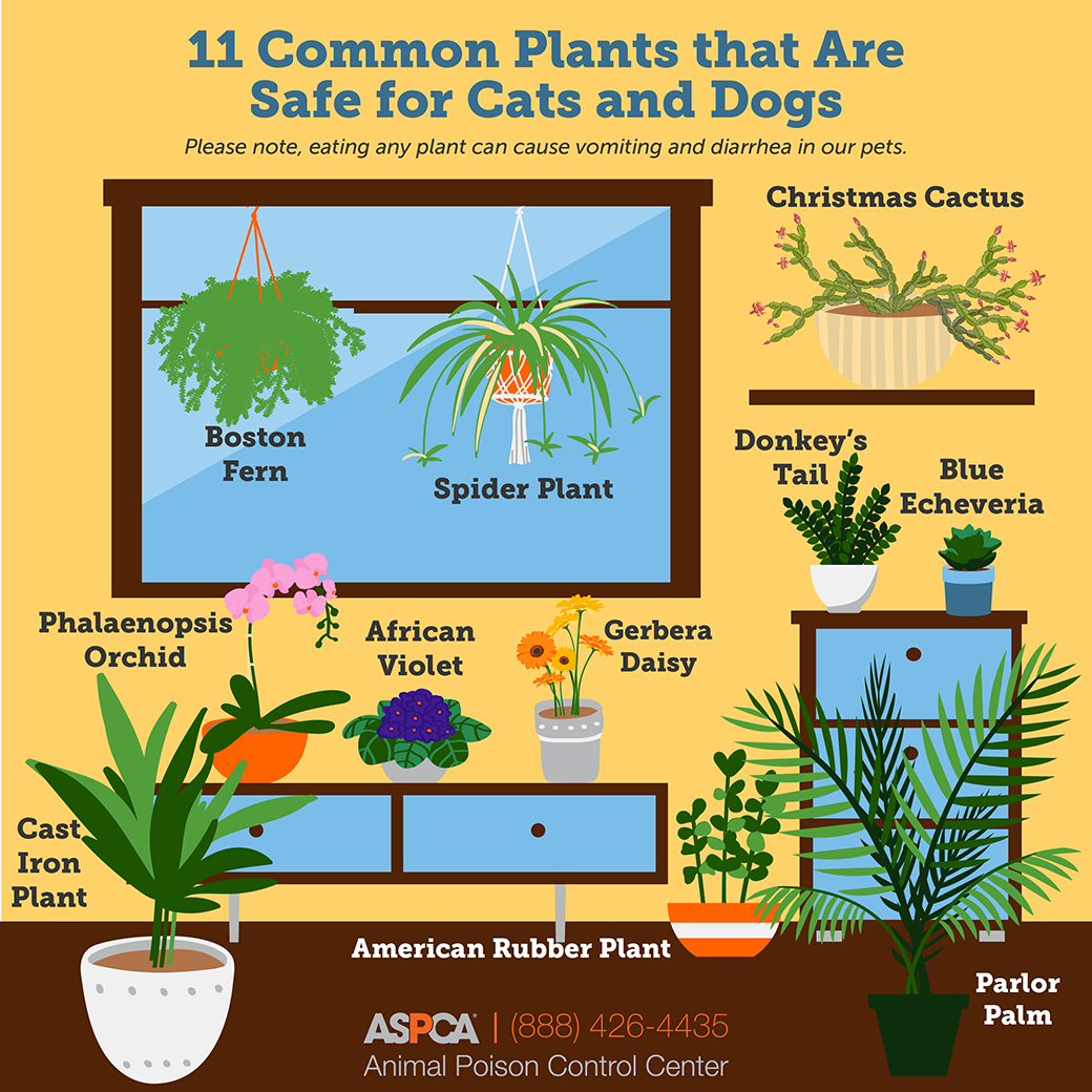 Liven Up Your Space With These Pet Friendly Plants ASPCA