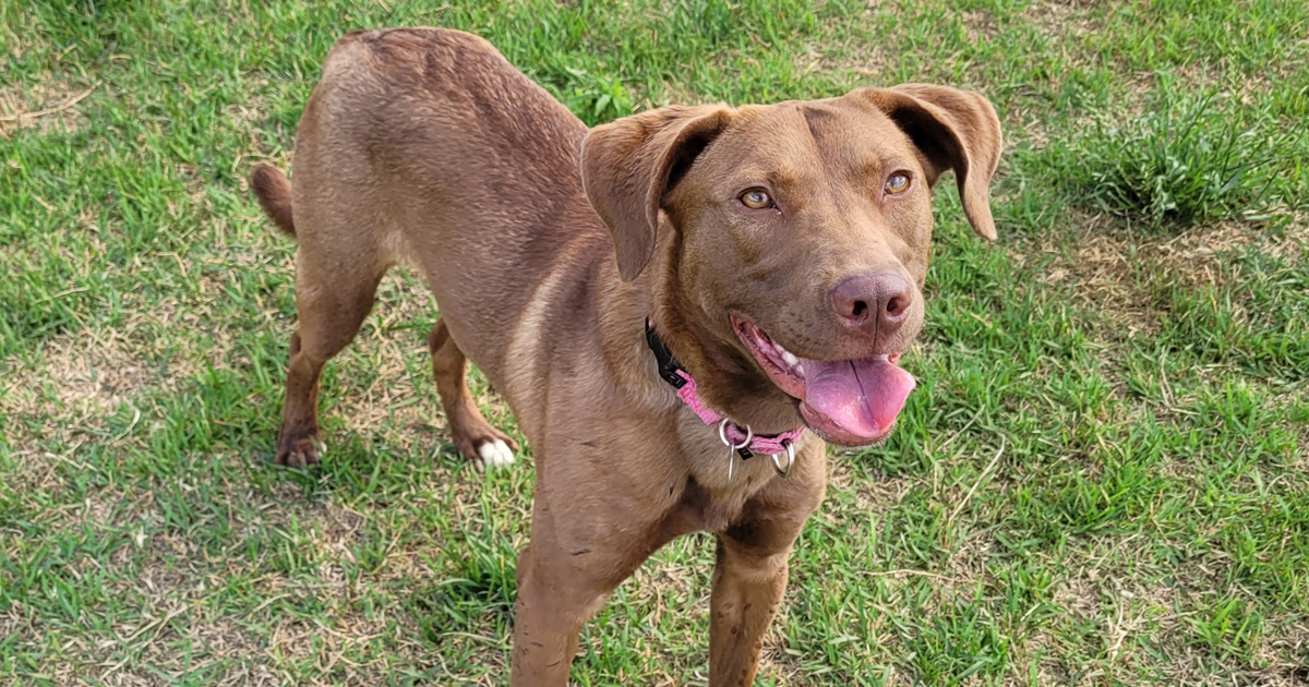 north-carolina-adoptable-dogs-aspca