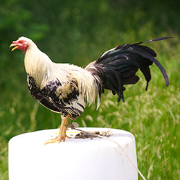 Cockfighting Is Illegal in the U.S. Why Does It Breed so Many