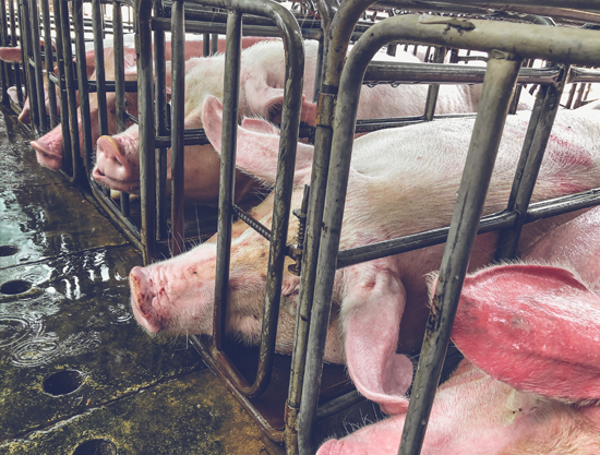 Pig in gestation crate