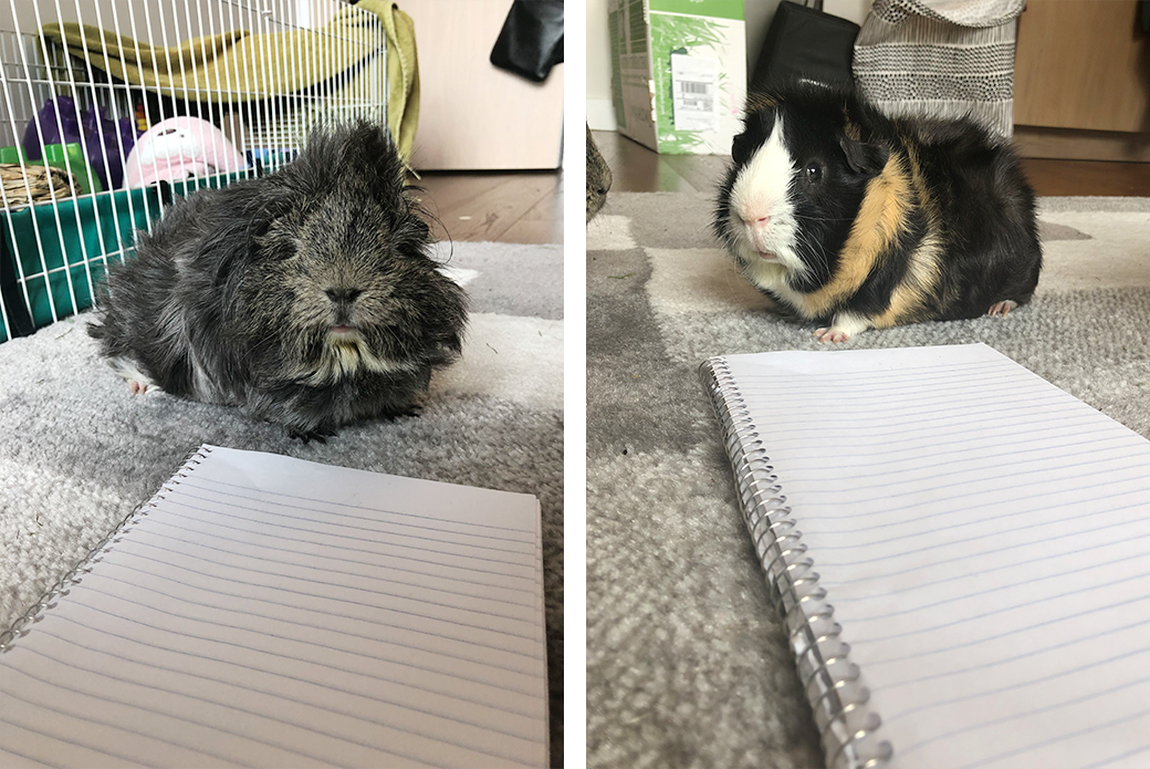 Two guinea pigs