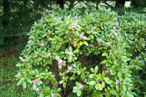 rhododendron poisonous to dogs