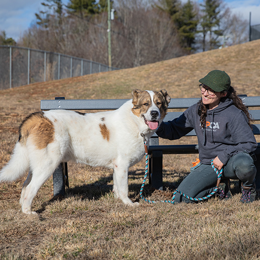 Opportunities At The ASPCA Recovery & Rehabilitation Center | Pawling ...