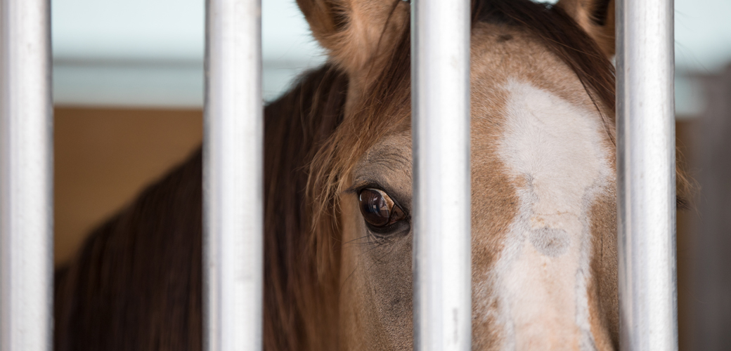 Horse behind bars