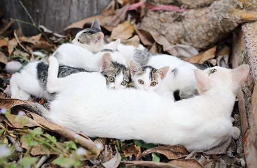 A Closer Look At Community Cats Stray Cats Tnr Aspca
