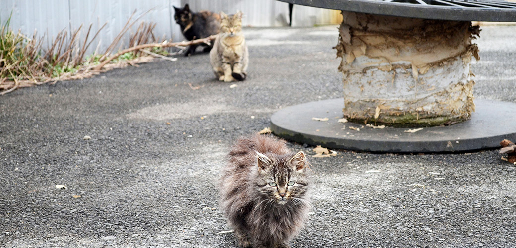 feral cats life span