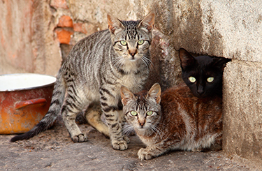 43 Top Images What Does Feral Cat Mean : How To Get Rid Of Stray Feral Cats