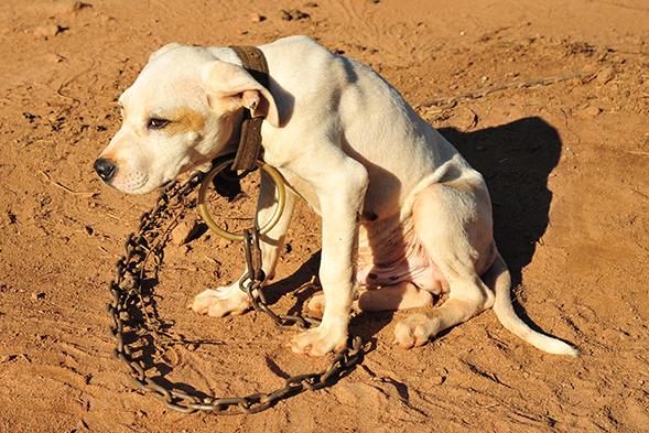 Strong Sentences Handed Down By Alabama Court in Historic Dog Fighting Case