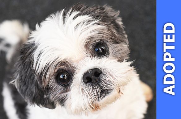 Shih poo hot sale adoption