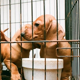 puppies in a cage