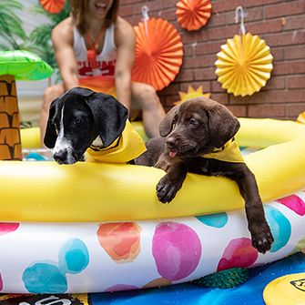 two puppies in a kiddie pool