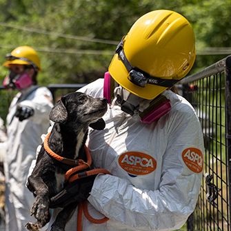 a responder in protective gear holding a rescued dog