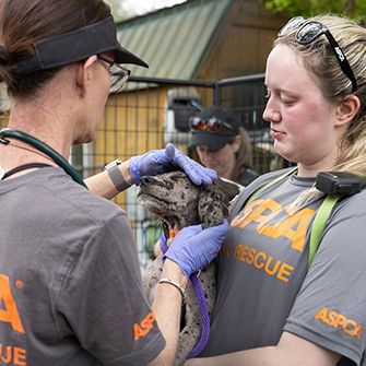 ASPCA Responders with rescued dog