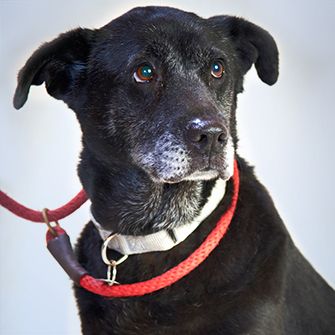 Black Lab Rescued from Dog Fighting: Read Silver's Story