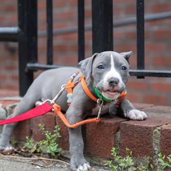 Little Puppies Have Lots of Love for Guardians