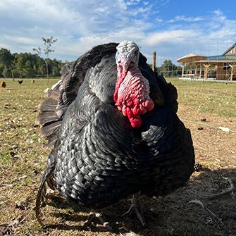 a turkey from Bull City Farm
