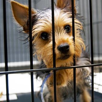 3.6 Million New Yorkers Lack Municipal Animal Shelter Services