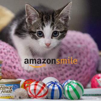 Kitten on a pink cushion catfood and the amazon smile logo 