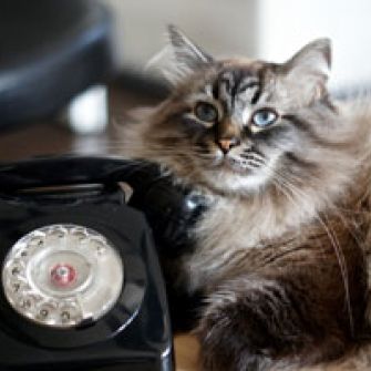 cat laying next to rotary phone