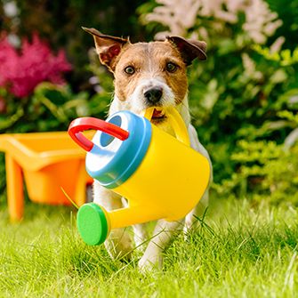 Dog running with a plastic watering can in its mouth