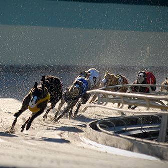 ASPCA & GREY2K USA Release National Report on Greyhound Racing