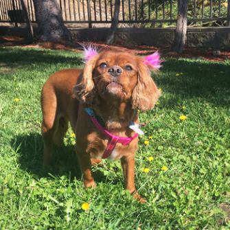 Cavalier King Charles Spaniel 