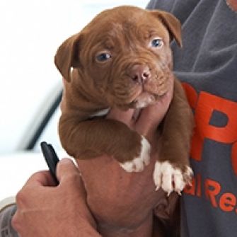 ASPCA Rescues Dozens of Dogs in Federal Dog Fighting Bust