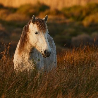 The Deadly Threat to Our Wild Horses