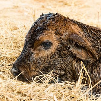 USDA rule protects vulnerable calves