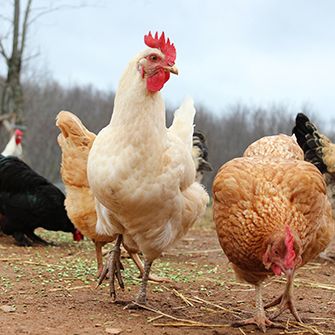 14 for ’14: ICYMI, Chickens Had A Big Year!