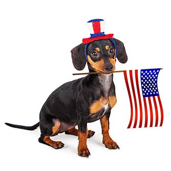 dog with an american flag