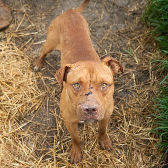 a pitbull with a face injury