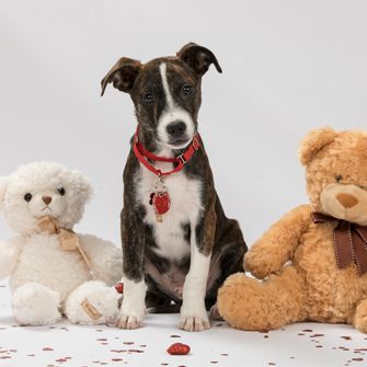 a puppy with two stuffed bears