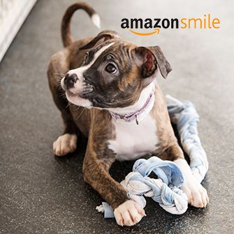 a puppy playing with a toy