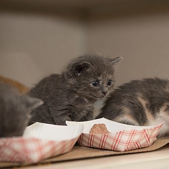 Kittens