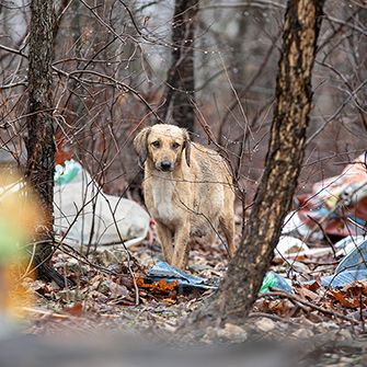 a dog around trash in the woods